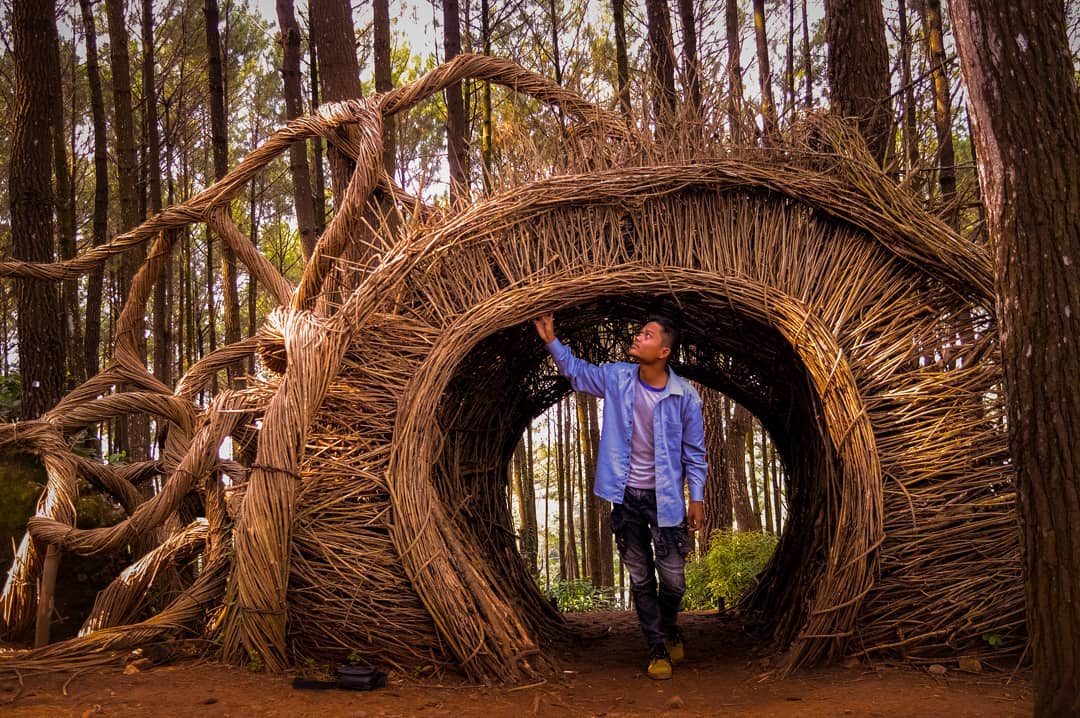 Spot foto di Hutan Pinus Kebun Buah Mangunan via Instagram jockothon
