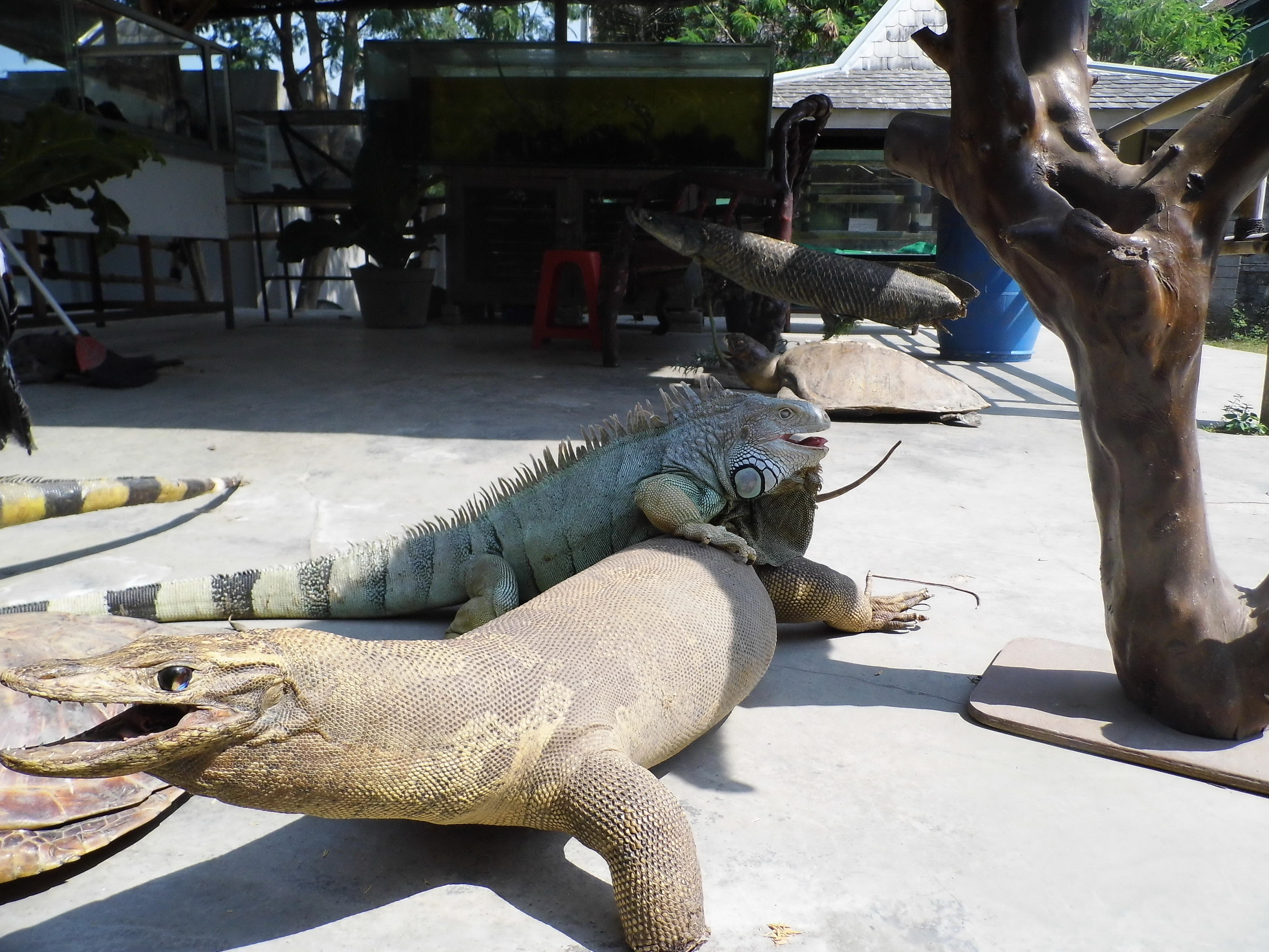 Iguana (C) Rizky Nusantara/Travelingyuk