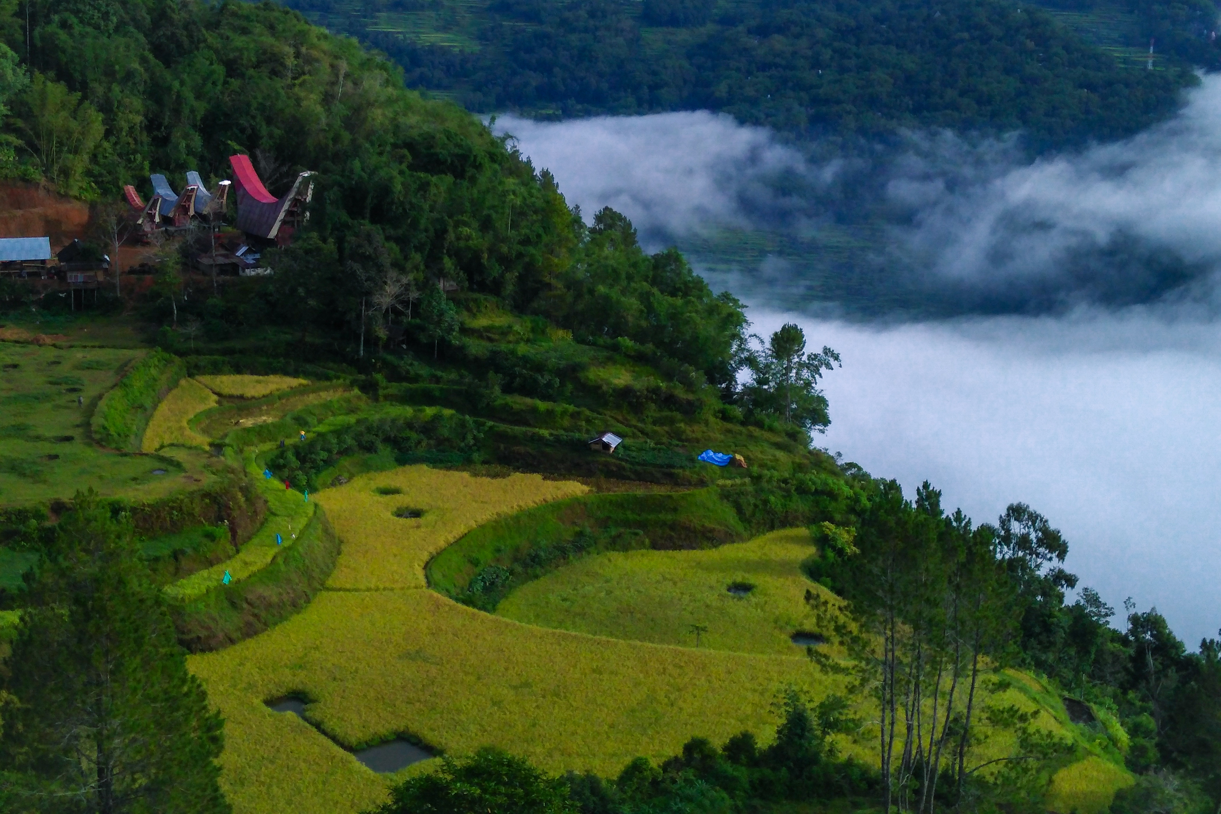 Menembus Langit di Lolai, Negeri di Atas Awan Toraja