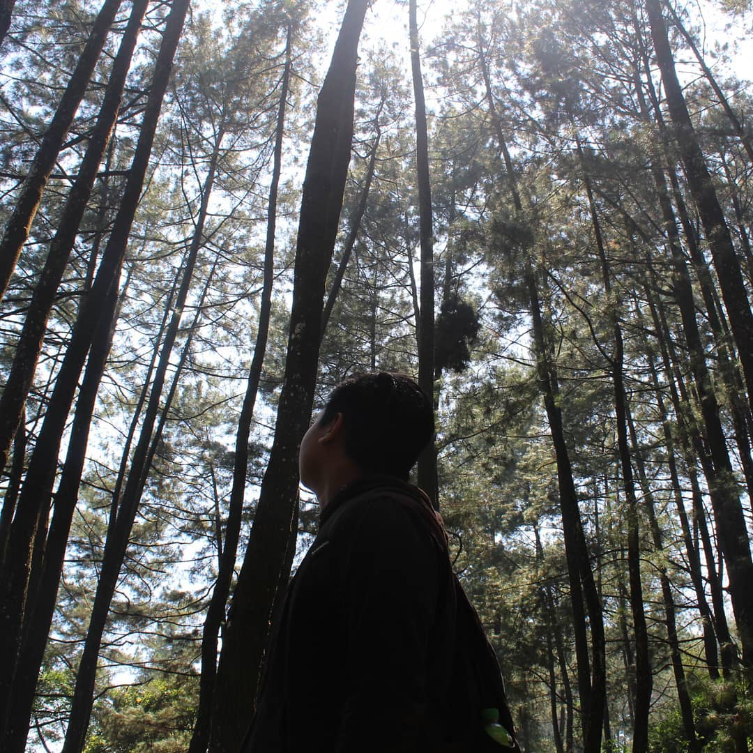 Pepohonan lebat disekitar Curug Nangka via Instagram daffadara_