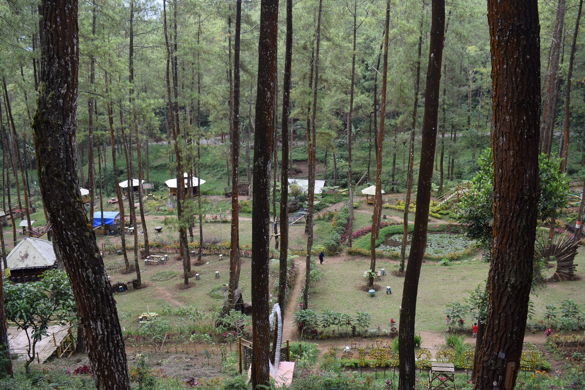Panorama Hutan Pinus Bendosari (c) Susan Octavia/Travelingyuk