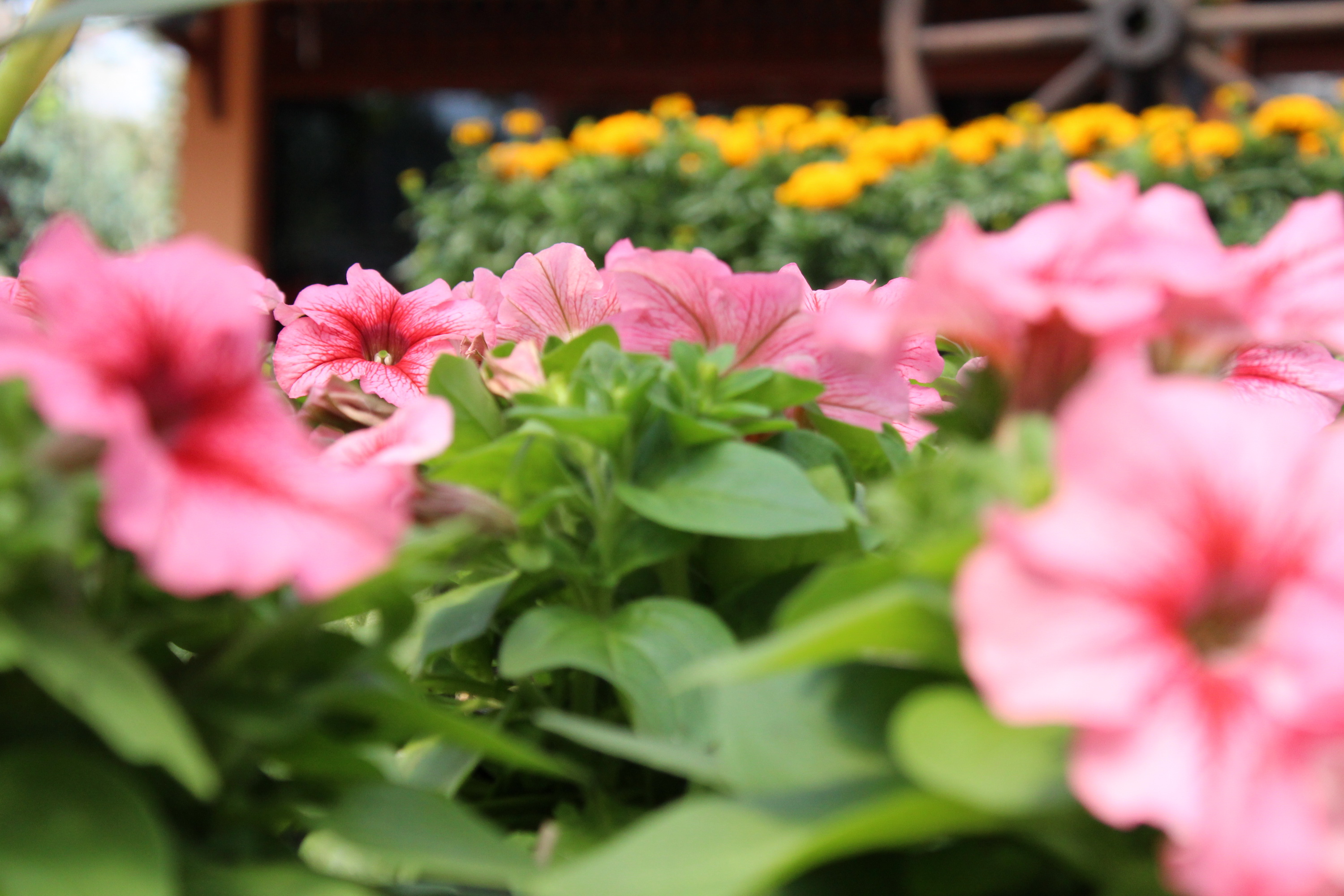 Kebun Bunga  Begonia  Wisata  Warna warni Berhawa Sejuk di 