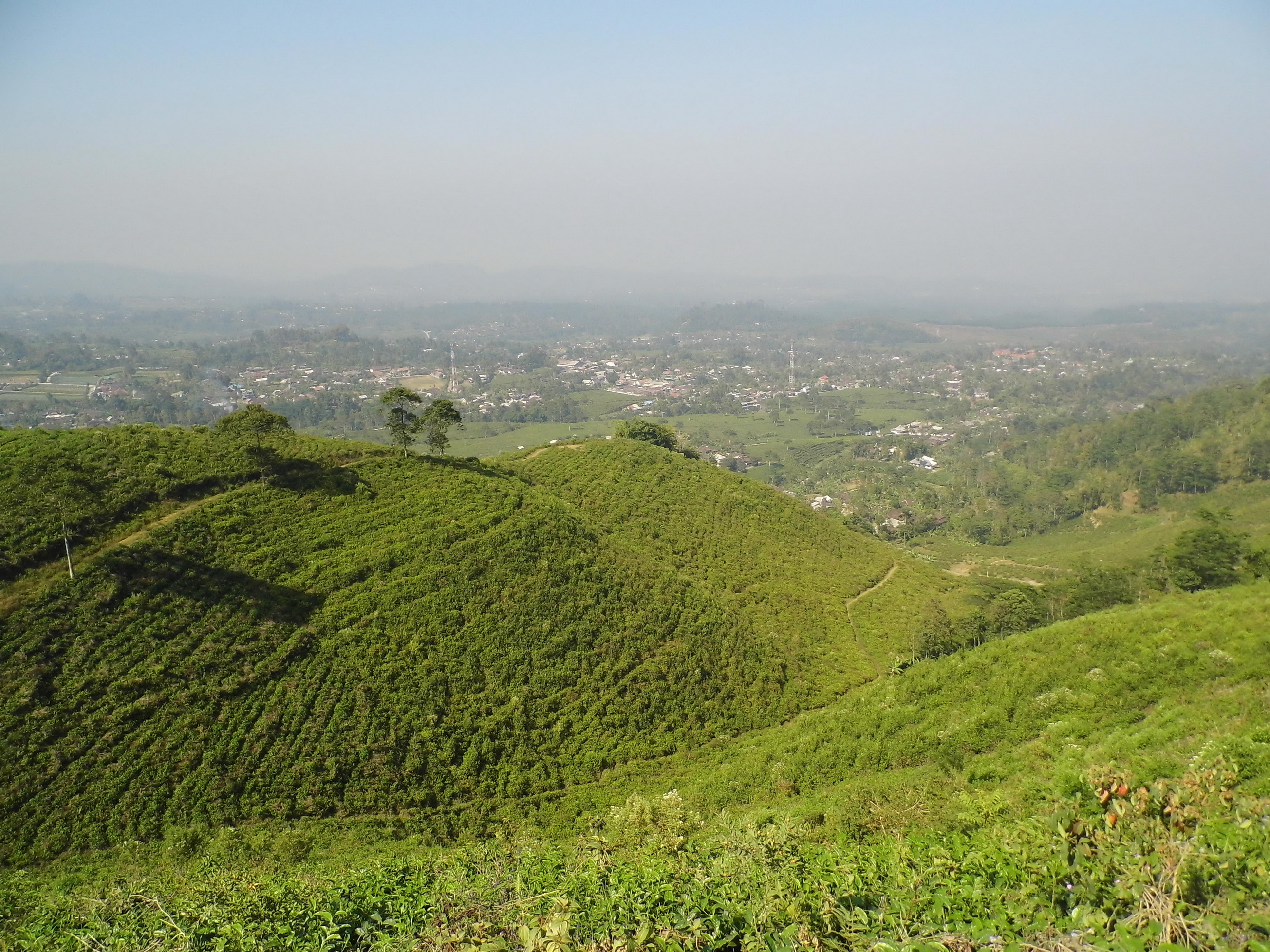 Kebun teh Kemuning (C) Rizky Nusantara/Travelingyuk
