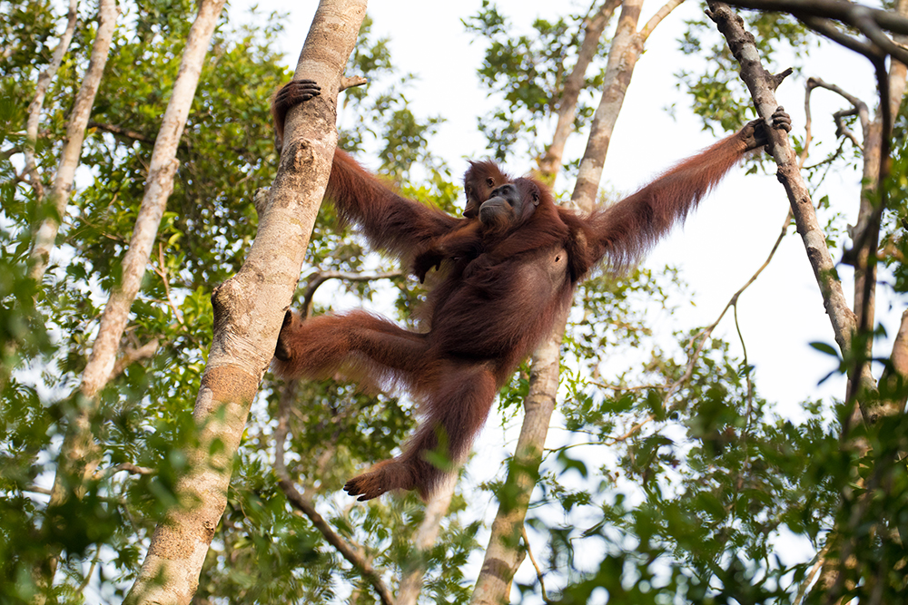 Orang utan yang bebas bergelantungan di belantara hutan Kalimantan