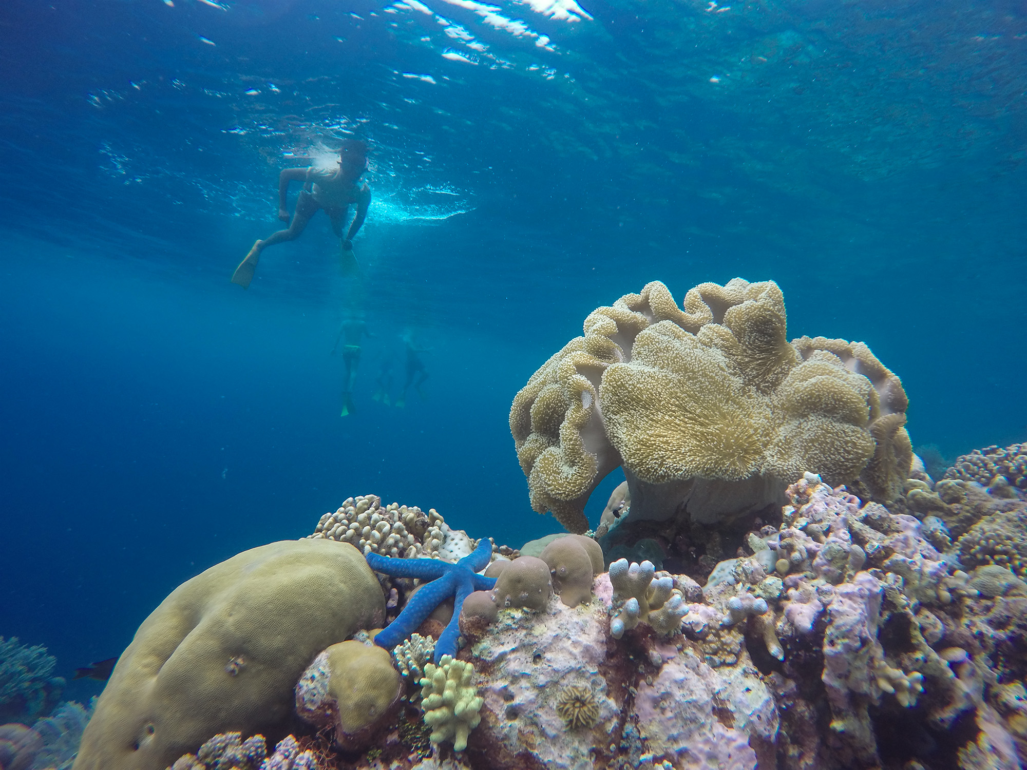 Warna-warni alam bawah laut di Pantai Cemara