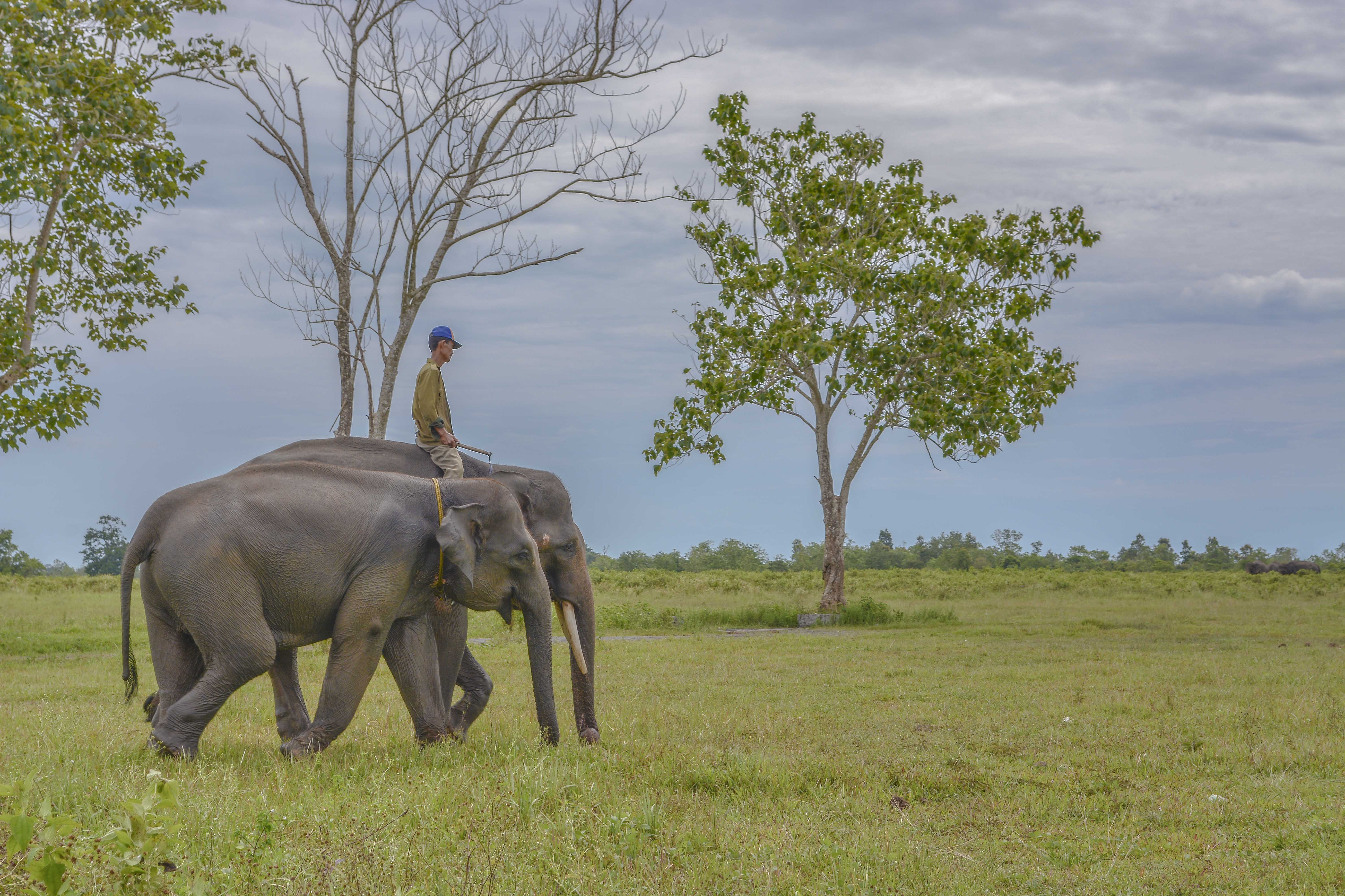 Mahout sedang melatih gajah (dok.pribadi)