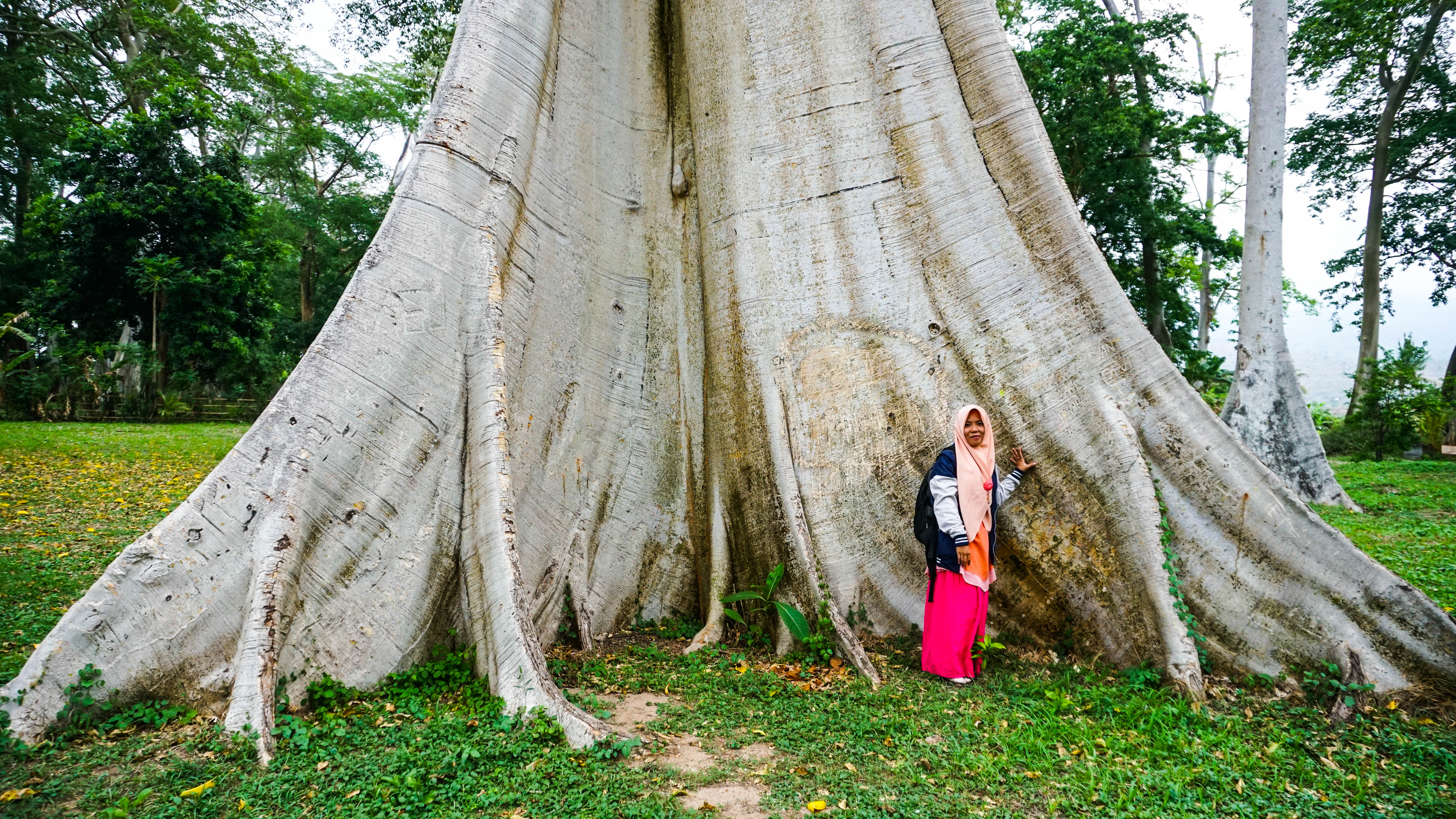 Pohon yang membesar ke akar (c) Sidik Al-Anshori/Travelingyuk