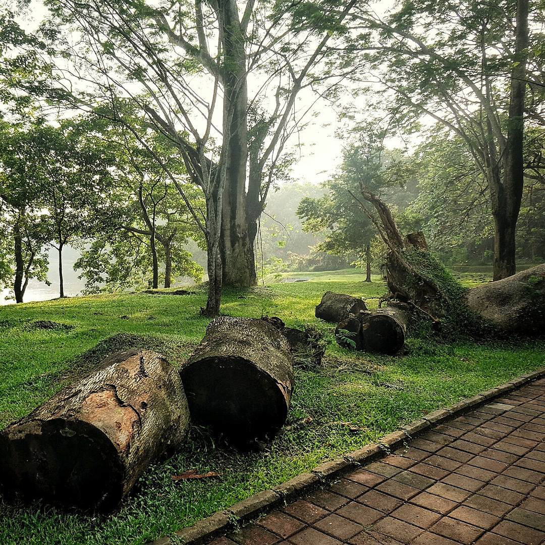 Hutan Kota di Universitas Indonesia - Sumber Foto: IG @Dina7ian