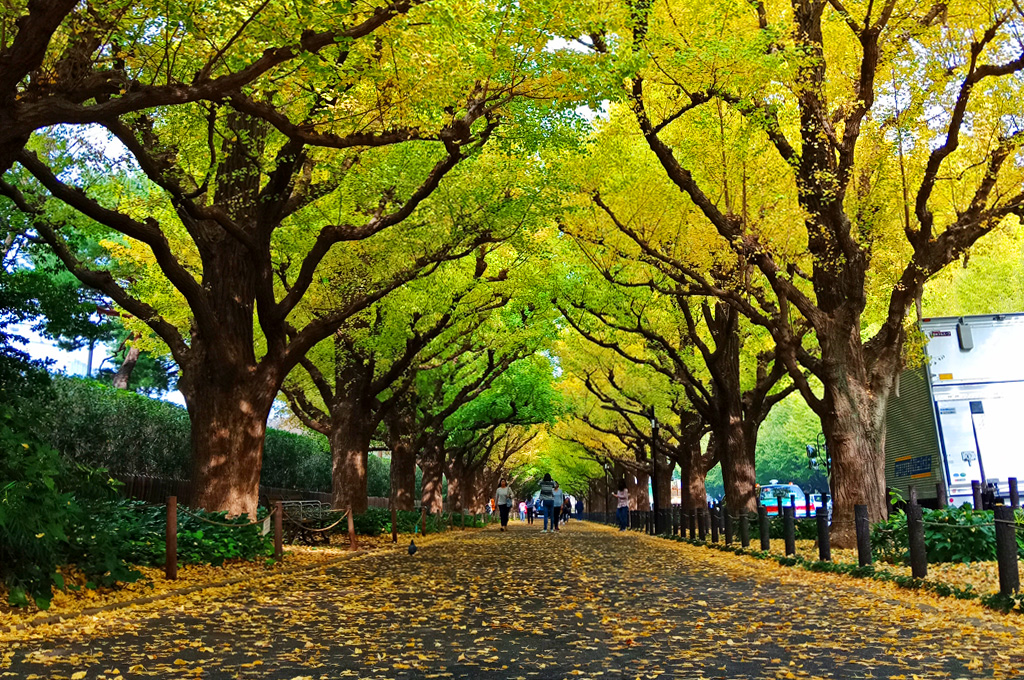 Icho Namiki atau Ginkgo Avenue, salah satu spot autumn paling populer di Tokyo (c) Zulfikar Aleksandri/Travelingyuk