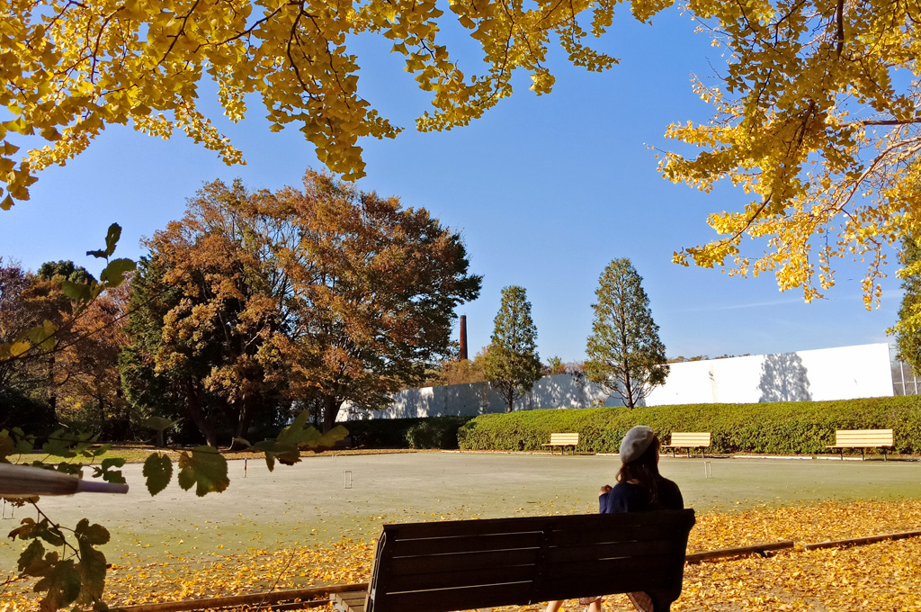 Suasana pepohonan gingko yang menguning di Showa Memorial Park atau Showa Kinen Koen