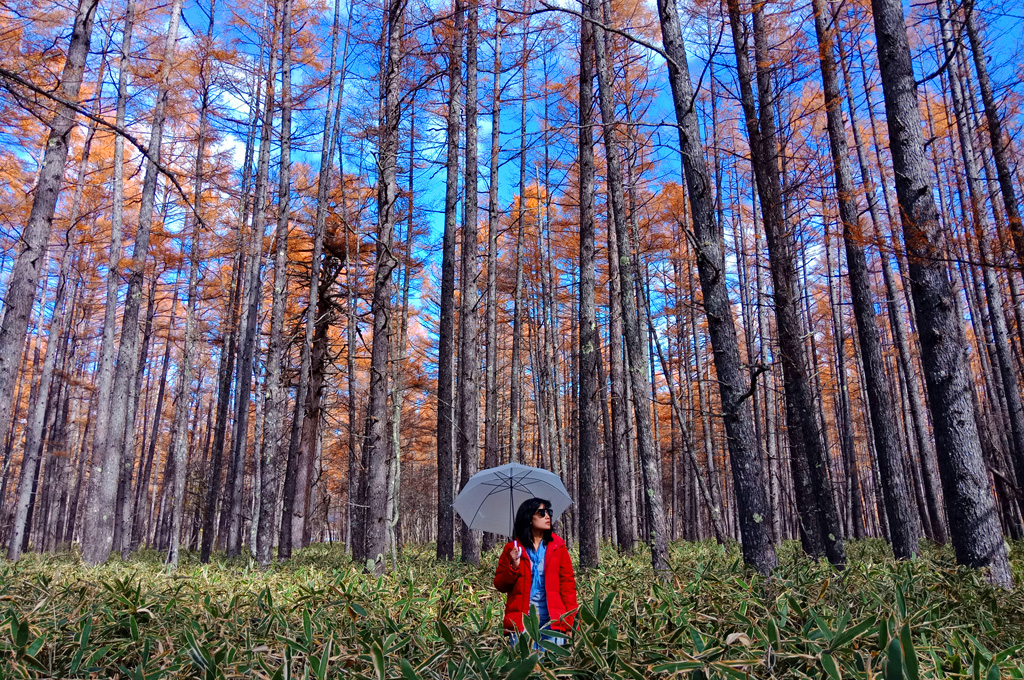 Hutan di Senjogahara yang menjadi simbol dari Nikko National Park